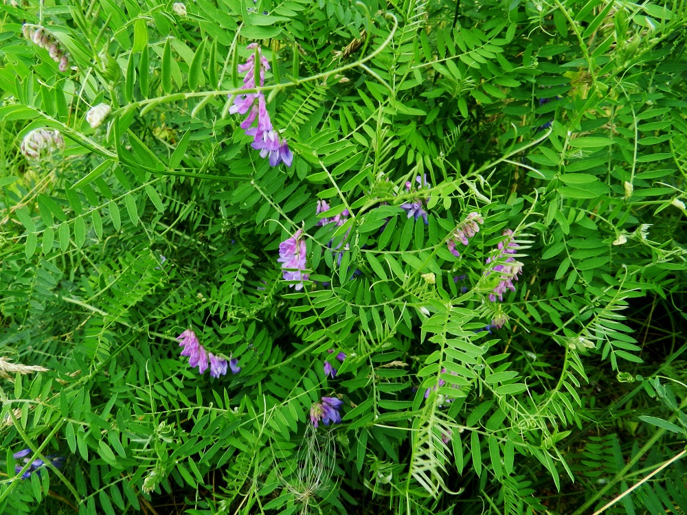 Vicia cracca - hiirenvirna on sisämaassa muinais- tai uustulokas, jonka kasvustot ovat usein ristiin rastiin vyyhteytyviä ja monikerroksisia varsikkoja, joiden kukintotertut ovat monesti vähä- ja harvakukkaisempia kuin merenrantojen alkuperäiskasvustoilla. EH, Hämeenlinna, Pullerinmäki, Mäkelän teollisuusalue, Pietiläntien laide, 26.7.2011. Copyright Hannu Kämäräinen.