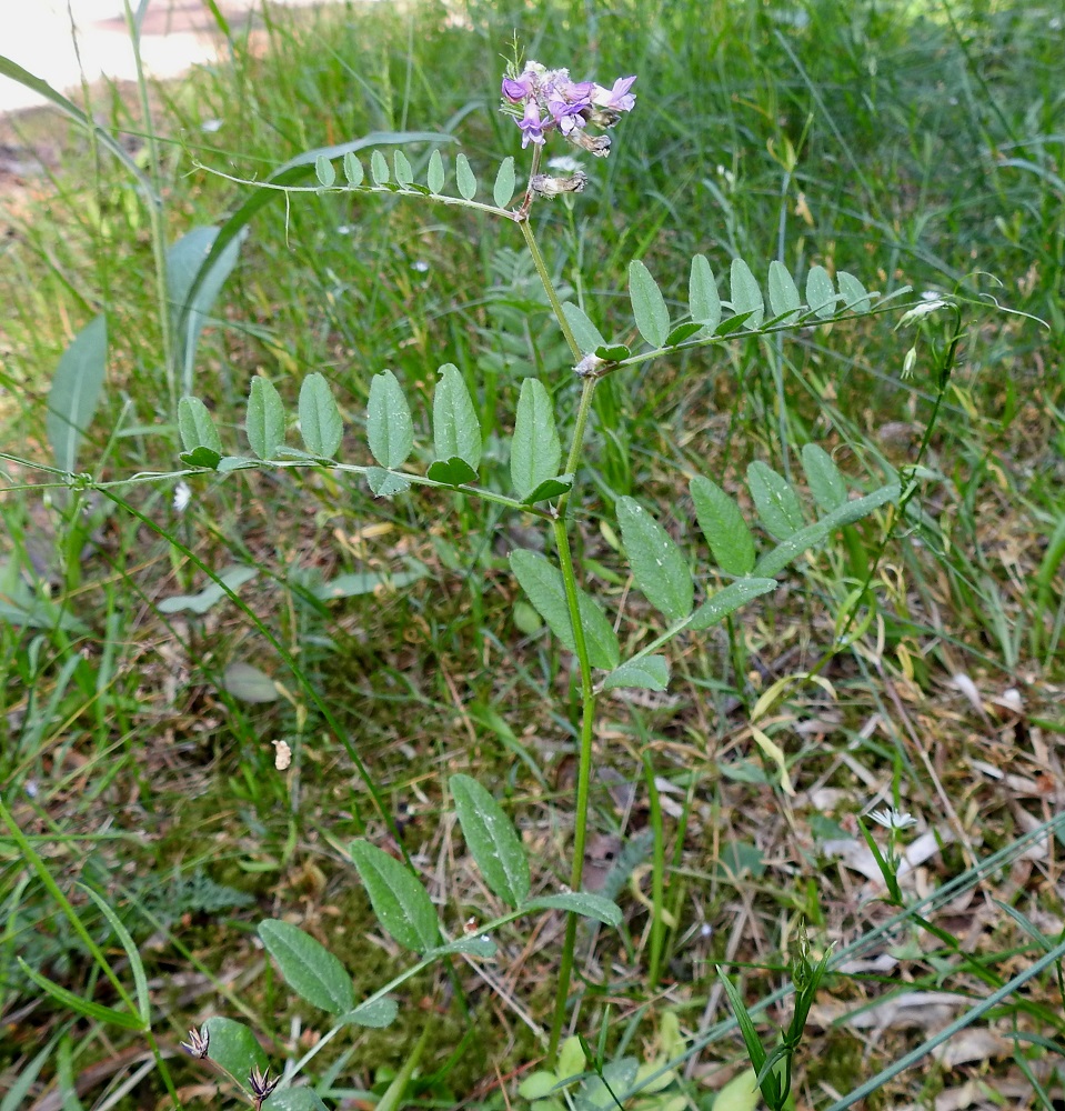 Vicia sepium subsp. sepium - etelänaitovirna kyllä mielellään kietoo lehtiensä päässä olevat kärhet muihin kasveihin, jos niitä vain on lähistöllä, ja varmistaa näin vartensa pystyssä pysymisen kovallakin tuulella. Lehdet ovat varrella kierteisesti. Niiden lehdyköiden pituus- ja leveyssuhde vaihtelee kuvassa olevalla versolla noin välillä 2,0-2,7. A, Sund, Prästö, Prästö tornet -tien laitaruohikko venesataman kohdalla, 23.6.2023. Copyright Hannu Kämäräinen.