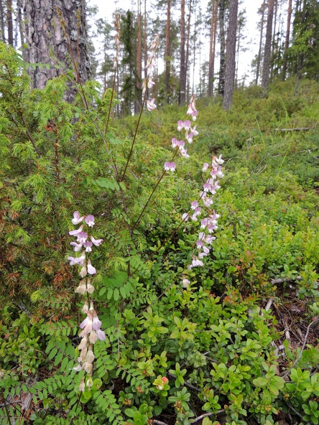 Ervilia sylvatica - metsävirvilän kasvavien versojen tavatessa selvästi korkeamman ruoho- tai puuvartisen kasvin sen lehtien kärjessä olevat kärhöt hakevat siitä otteen ja kietoutuvat tiukasti tukensa ympärille. Tuen avulla verso jatkaa köynnöksen tavoin kasvuaan ylöspäin kohti runsaampaa valoa. Kuvassa puolukkavarvikossa kasvava verso tukeutuu katajanoksiin eikä männynrunkokaan enää ole kaukana. Kn, Paltamo, Mieslahti, Talolanmäki, Oulujärven Mieslahden perukka, Pitkäperä, lähellä lahden päätä olevan Matokallion alarinne, 11.7.2015. Copyright Hannu Kämäräinen.
