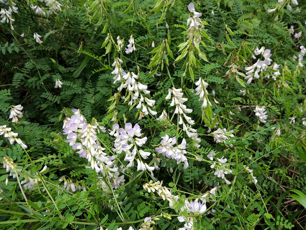 Ervilia sylvatica - metsävirvilän kukinto on pitkäperäinen, harsuhko ja toispuolinen terttu, joka sijaitsee verson pitenevän latva-alueen lehtihangoissa. Kukintoperä on noin 3-13 cm pitkä. Samalla kun kukintotertun alaosa on jo kehittymässä hedelmiksi, pitenevä kärkiosa usein vielä kukkii. EH, Hämeenlinna, Kalvola, Rimmilä, Renkajärventien (tie 13660) metsäinen laide Torajärventien risteyksen kaakkoispuolella, 6.7.2013. Copyright Hannu Kämäräinen.