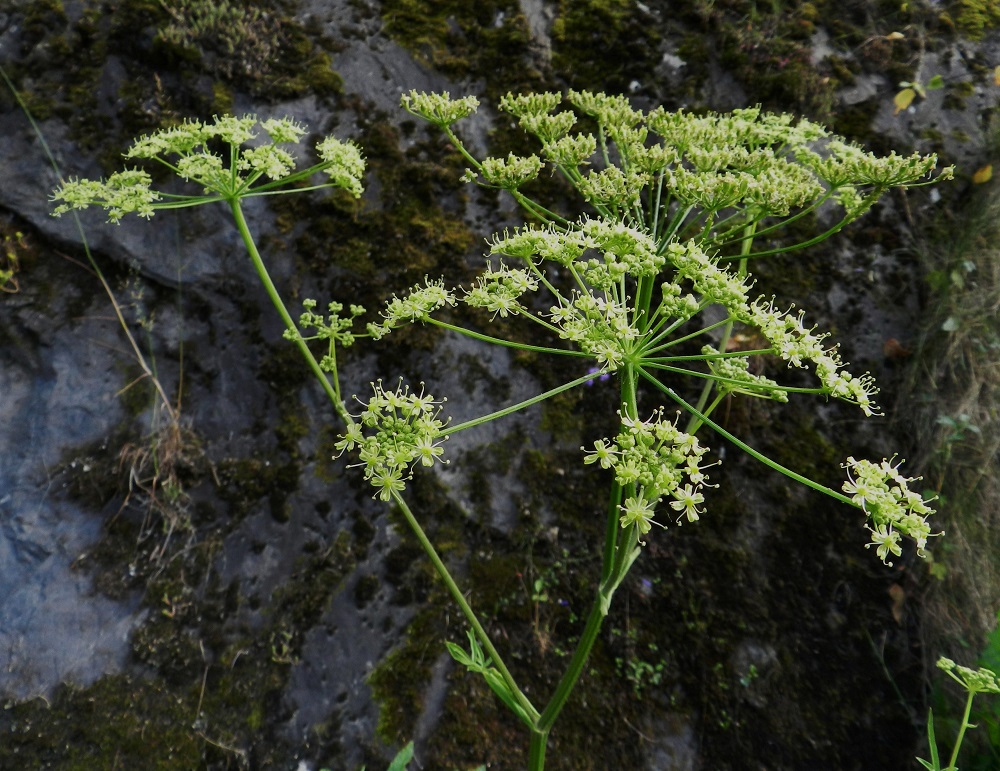 Heracleum sphondylium subsp. sibiricum - idänukonputken kukinto on varren ja haarojen kärjessä oleva, lähes tasalakinen tai hieman kupera kerrannaissarja, joka on kehitysvaiheestakin riippuen läpimitaltaan useimmiten noin 8-20 cm. ES, Savonlinna, keskusta, Savonniemi, kirkon etelä- ja lounaispuolella olevan kallioseinämän tyviniitty, 11.7.2011. Copyright Hannu Kämäräinen.