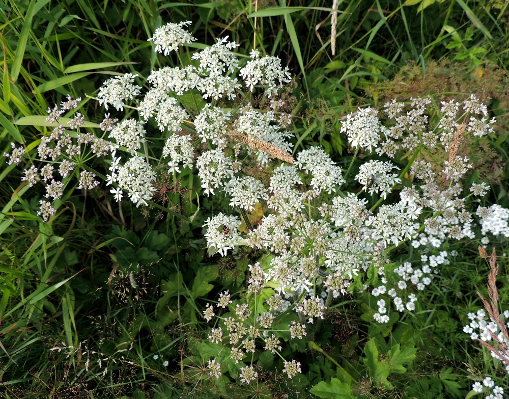Heracleum sphondylium subsp. sphondylium - etelänukonputki on helpointa erottaa yleisemmästä idänukonputkesta kukinta-aikana, koska sen kukinto on valkoinen tai joskus aluksi punaiseen vivahtava. Idänukonputken kukinto on vaalean- tai kellanvihreä. EH, Kouvola, Kuusankoski, Rekola, Rekolantien ja Peiponpolun kulmauksen niittykaista, 23.7.2013. Copyright Hannu Kämäräinen.