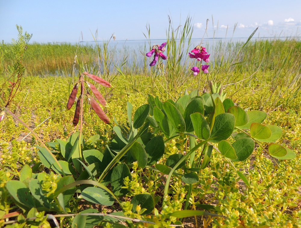 Lathyrus maritimus - merinätkelmän normaali kukinta-aika on heinä- ja elokuu. Versoissa on yhtä aikaa kukkivia ja hedelmävaiheessa kehittyviä kukintoja. Kasvualue sijoittuu selvästi keskimääräisen vedenpinnan tason yläpuolelle. Laji ei kykene ottamaan ravinteita suolan kyllästämästä hiekasta. Sitä hyödyttävät kuitenkin erityisesti syysmyrskyjen tuomat, tilapäiset suolavesihuuhtelut, jotka tuovat mukanaan mm. levää ja simpukankuoria muuten niukkaravinteiseen hiekkaan ja samalla estävät kasvupohjan happamoitumisen. OP, Oulu, Oulunsalo, Pajuniemi, Riuttu, Hailuodon lauttarannan lähellä oleva merenrantahietikko, 17.7.2015. Copyright Hannu Kämäräinen.
