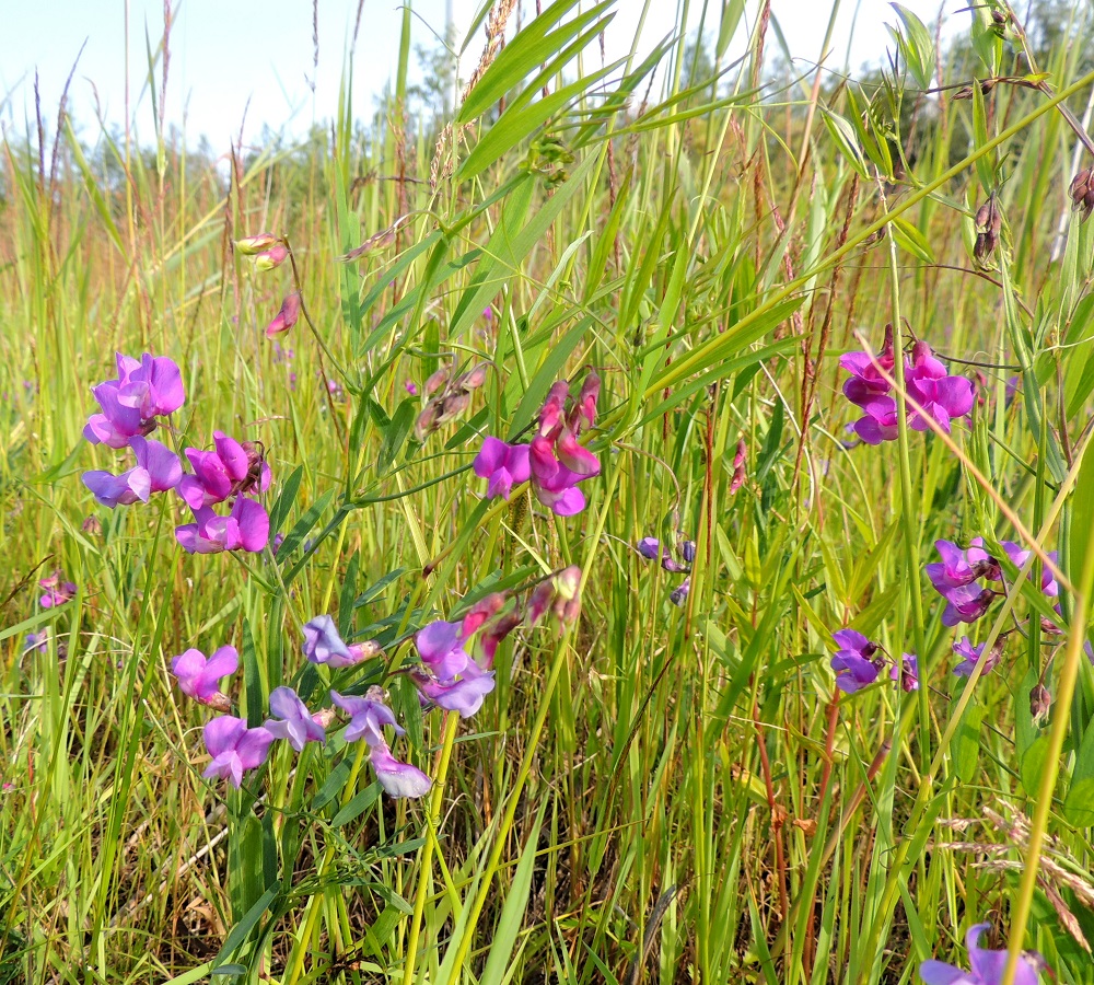 Lathyrus palustris - rantanätkelmän varret ovat yläosastaan haarovat. Kukinnot ovat lehtihankaiset, pitkäperäiset, kukkiessaan tavallisesti noin 1-6 cm pitkät ja noin 3-4 cm leveät. Kukintoperä on useimmiten noin 5-10 cm pitkä. 17.7.2015. Copyright Hannu Kämäräinen.