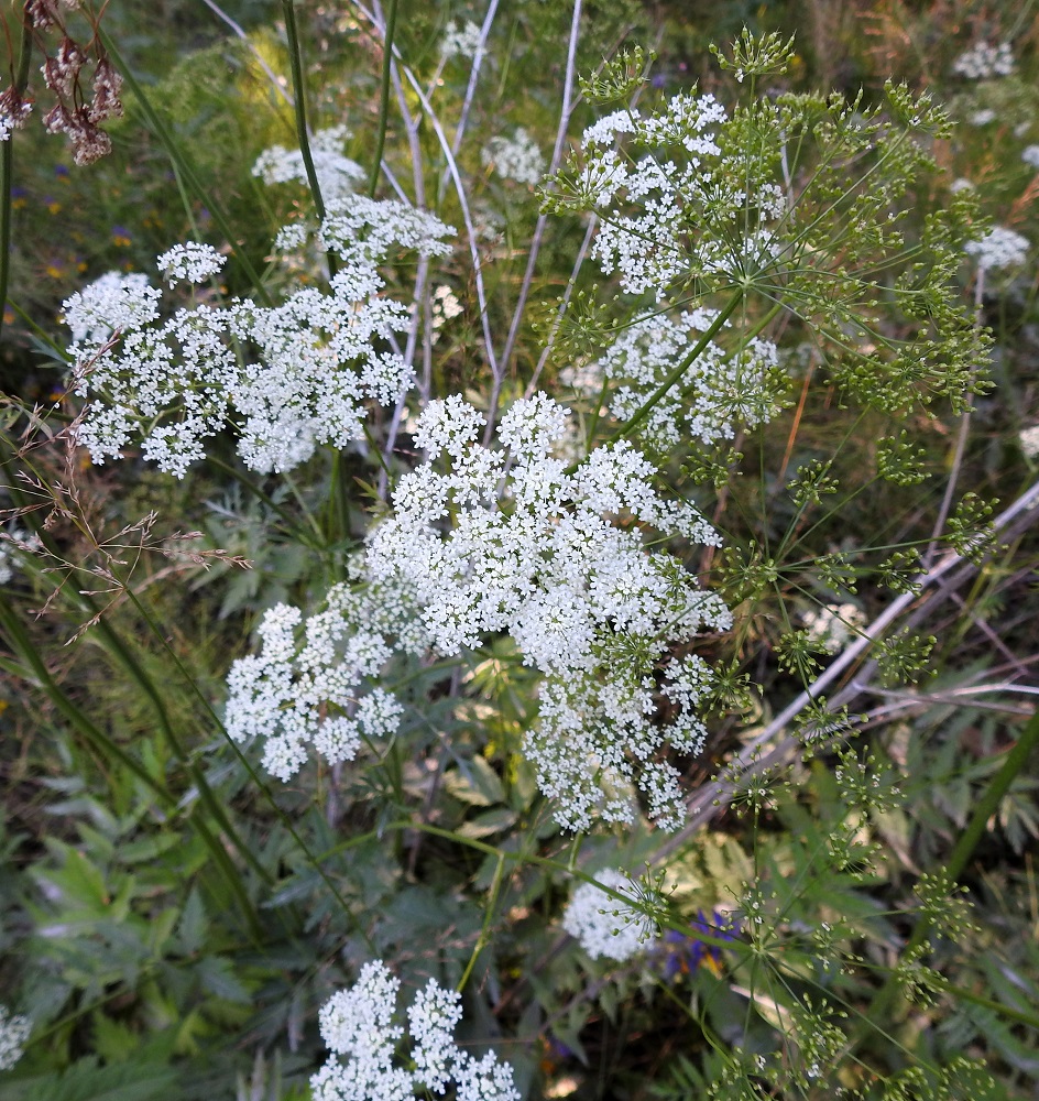 Pimpinella major - isopukinjuuren kukinto on varren ja haarojen kärjessä oleva, aluksi tasalakinen ja kukinnan jatkuessa hieman kupera kerrannaissarja, joka on kehitysvaiheestakin riippuen läpimitaltaan useimmiten noin 4-10 cm. Normaali kukinta-aika on heinä- ja elokuu. Kukinta jatkuu yleensä pitkään, ja yksilöissä on samaan aikaan kukintansa aloittavia ja jo hedelmävaiheeseen ehtineitä kukintoja. 23.7.2018. Copyright Hannu Kämäräinen.