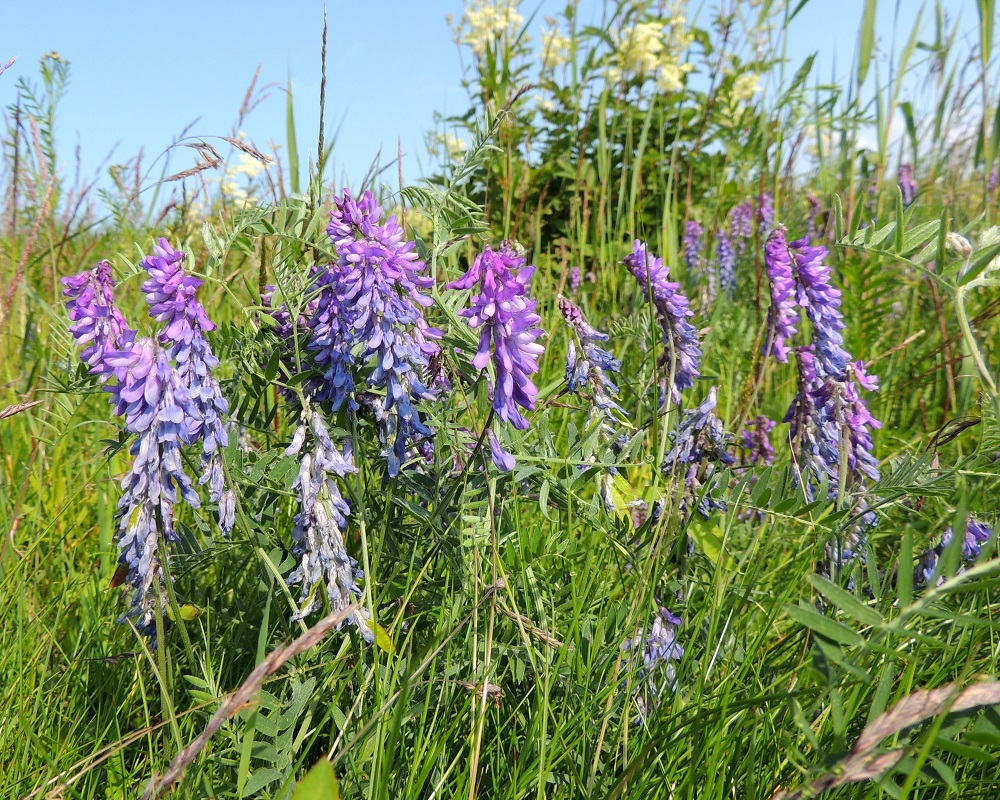Vicia cracca - hiirenvirnan kukinto on yleensä noin 10-30-kukkainen, tiheä ja toispuolinen terttu, joka on kukkiessaan tavallisesti noin 3-7 cm pitkä ja noin 2-2,5 cm leveä. Lajin normaali kukinta-aika on kesä-elokuu. OP, Oulu, Oulunsalo, Pajuniemi, Riuttu, Hailuodon lauttarannan lähellä oleva merenranta, 17.7.2015. Copyright Hannu Kämäräinen.