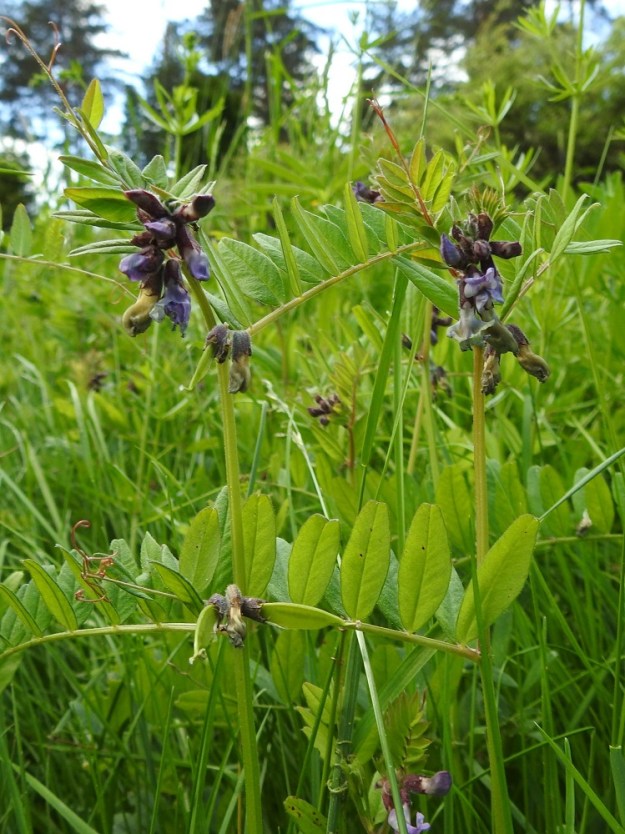 Vicia sepium subsp. sepium - etelänaitovirnan varret ovat haarattomat, särmikkäät ja vihreäsävyiset. Kukinnot sijaitsevat verson latva-alueen lehtihangoissa. Samaan aikaan kun verson kärkikukinnot kukkivat tai ovat vasta nuppuvaiheessa, alemmat kukinnot kasvattavat jo hedelmäpalkoja. Kuvassa olevien varsien lehdyköiden pituus- ja leveyssuhde vaihtelee noin välillä 2,2-2,7. EH, Hämeenlinna, Loimalahti, Hirsimäki, Talvikintien ja Vanamontien välisen kävelytieuran laitaruohikko, 15.6.2022. Copyright Hannu Kämäräinen.