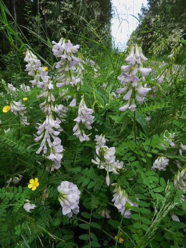 Ervilia sylvatica - metsävirvilän kukintoterttu on yleensä noin 5-20-kukkainen, tavallisesti noin 2-11 cm pitkä ja noin 2-3 cm leveä. Muista virnamaisista hernekasveista poiketen sen kukinnot ovat valkopohjaiset ja siten helposti tunnistettavat. EH, Pälkäne, Kärväntälä, Sonni, Ansajärventien laitaruohikko metsän reunassa, Särkijärven lounaispuolella, 10.7.2012. Copyright Hannu Kämäräinen.