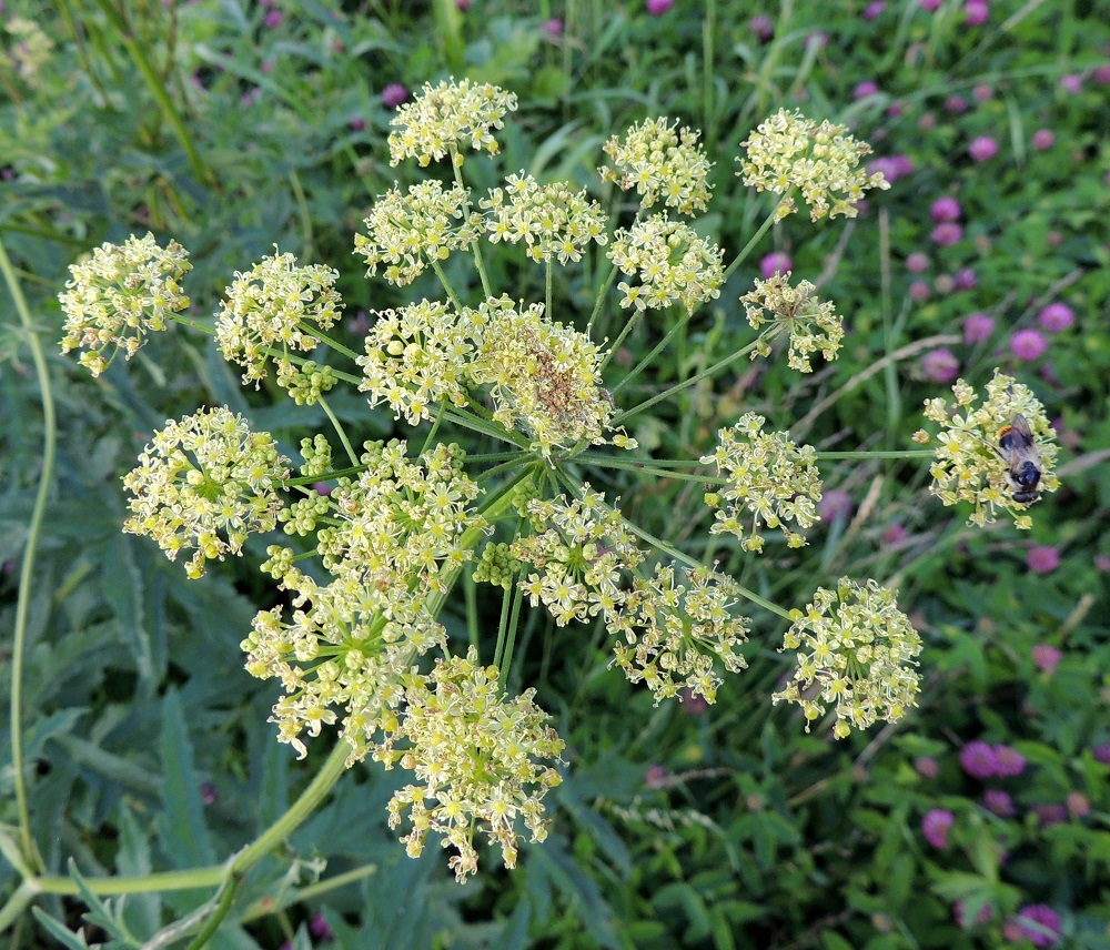 Heracleum sphondylium subsp. sibiricum - idänukonputken pääsarjassa on pikkusarjoja yleensä noin 10-25. Ne ovat tasalakisia tai hieman kuperia ja kukkiessaan yleisväriltään vaalean- tai kellanvihreitä. Niiden perä on suora tai ylöspäin kaareva ja noin 2-10 cm pitkä pituuden vaihdellessa samassakin sarjassa. EH, Hattula, Hurttala, viljapellon laide ja Pälkäneentien (tie 57) piennar Penttiläntien risteyksen eteläpuolella, 8.7.2014. Copyright Hannu Kämäräinen.