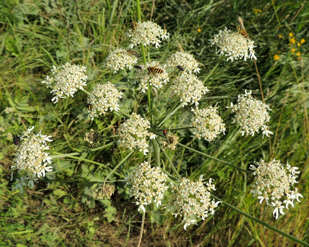 Heracleum sphondylium subsp. sphondylium - etelänukonputken pääsarjassa on yleensä noin 10-25 pikkusarjaa. Ne ovat tasalakisia tai kuperia ja kukintavaiheessa läpimitaltaan noin 15-40 mm. Kukinnot ja niiden mesi kiinnostavat monenlaisia hyönteisiä pistiäisistä kärpäsiin ja kukkakärpäsiin sekä kovakuoriaisista sääskiin ja muurahaisiin. EH, Kouvola, Kuusankoski, Kuusaanniemi, Kuusaanniementieltä erkaneva Käpylänrinne, tien alussa, entisen puuvarastokentän kohdalla olevan peltoalueen laide, 26.7.2016. Copyright Hannu Kämäräinen.