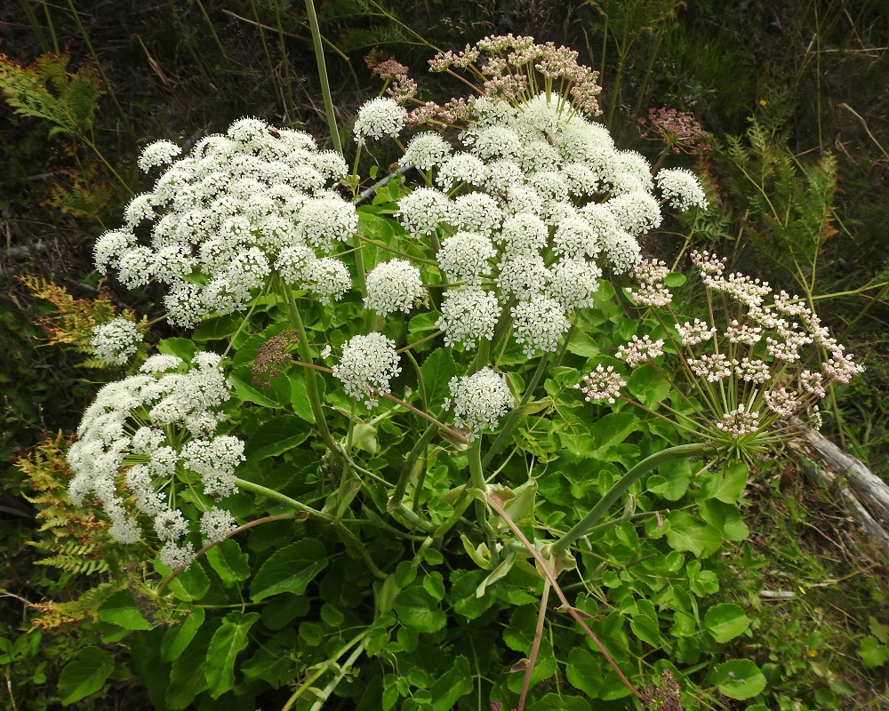 Laserpitium latifolium - lehtokarvasputken kukinto on jonkin verran kupera kerrannaissarja, joka on kehitysvaiheestakin riippuen läpimitaltaan useimmiten noin 10-30 cm. Sarjojen kukat ovat ennen avautumista usein punertavia ja avoimena valkoisia. A, Eckerö, Marby, Marbyvägenin läntisemmän tienhaaran laide Eckerövägenin kaakkoispuolella, 9.7.2017. Copyright Hannu Kämäräinen.
