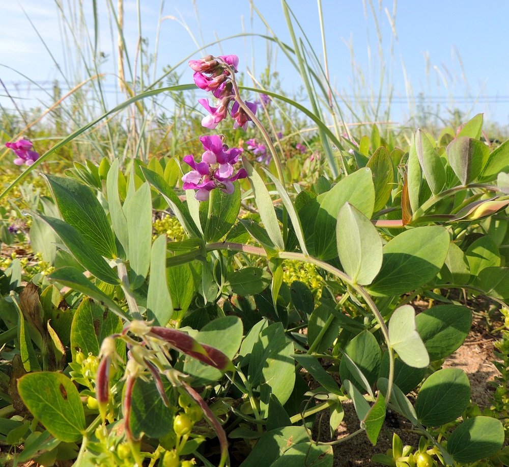 Lathyrus maritimus - merinätkelmän kukinto on lehtihankainen, pitkäperäinen, yleensä noin 5-12-kukkainen ja toispuolinen terttu, joka on kukkiessaan tavallisesti noin 3-6 cm pitkä ja noin 3-4 cm leveä. Kukintoperä on useimmiten noin 5-10 cm pitkä. OP, Oulu, Oulunsalo, Pajuniemi, Riuttu, Hailuodon lauttarannan lähellä oleva merenrantahietikko, 17.7.2015. Copyright Hannu Kämäräinen.