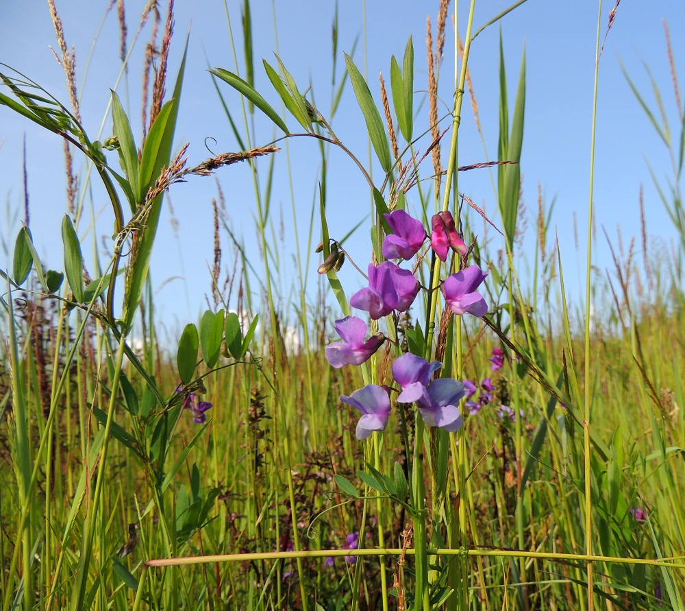 Lathyrus palustris - rantanätkelmän kukintotertut ovat toispuoliset. Rentojen varsien sitominen muihin kasveihin tapahtuu lehtien kärjessä olevalla kärhellä, joka on eräänlainen tuntoelin. Kun kärhi koskettaa jotain toista, riittävän kapeaa kohdetta, se aktivoituu ja alkaa tiukasti kiertyä kohteen ympärille. Ote on toiselle kasville suorastaan vangitseva. 17.7.2015. Copyright Hannu Kämäräinen.
