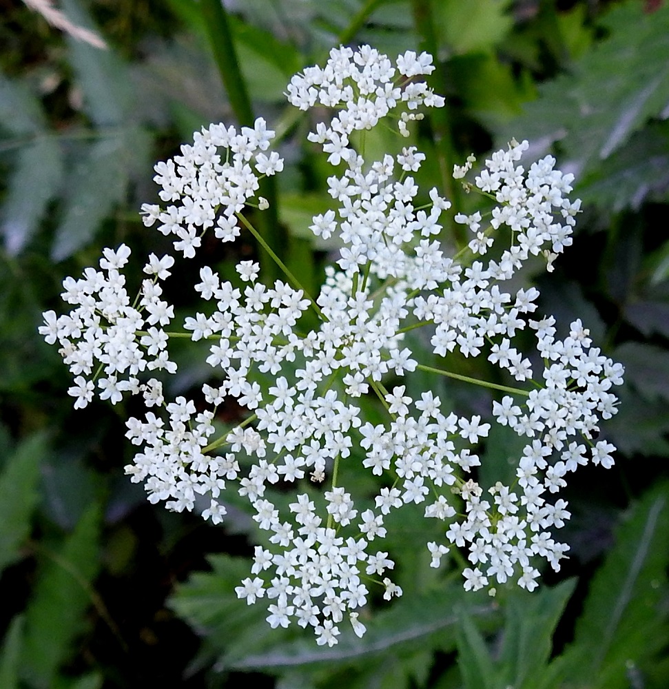 Pimpinella major - isopukinjuuren pääsarjassa on yleensä noin 12-25 pikkusarjaa. Ne ovat tasalakisia tai hieman kuperia ja kukkiessaan läpimitaltaan noin 6-15 mm. 23.7.2018. Copyright Hannu Kämäräinen.
