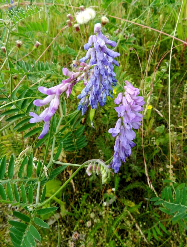 Vicia cracca - hiirenvirnan kukintoperä on noin 1-10 cm pitkä. Hiirenvirnaa sanotaan sinikukkaiseksi lajiksi, mutta kukintokierrossa ja perimässäkin on enemmän värisävyjä. ES, Lappeenranta, Kaupunginlahden satama, Satamatien laidasta nouseva linnoitusalueen alarinne, 11.7.2012. Copyright Hannu Kämäräinen.