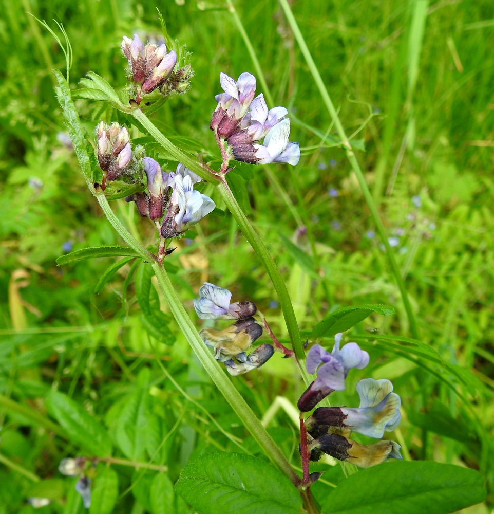 Vicia sepium subsp. sepium - etelänaitovirnan kukinto on toispuolinen terttu, jossa on aika tiiviisti yleensä kahdesta viiteen kukkaa. Sen perä on hyvin lyhyt ja enintään noin 5 mm pitkä. Kukinto on tavallisesti noin 2-3,5 cm pitkä ja noin 1,5-2,5 cm leveä. A, Lemland, Nåtö, biologisen aseman päärakennuksen pohjoispuoli, luonnonsuojelualueen lehdesniitty, 18.6.2023. Copyright Hannu Kämäräinen.