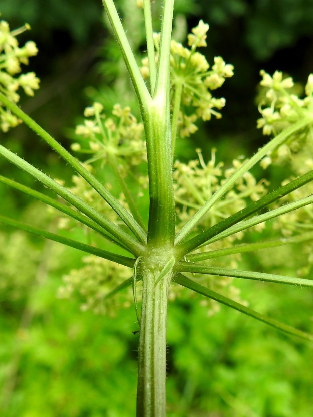 Heracleum sphondylium subsp. sibiricum - idänukonputken pääsarja on useimmiten suojukseton, mutta toisinaan suojuksia voi olla noin yhdestä seitsemään. Mahdolliset suojukset ovat riippuvat, suikeat, tyviosastaan vaalean kalvolaitaiset ja kärkiosastaan kapean pitkäsuippuiset sekä noin 5-20 mm pitkät ja leveimmältä kohtaa noin 1-4 mm leveät. Kukintoperä on yleensä särmikäs, syväuurteinen ja vaihtelevasti siirottavakarvainen. Pikkusarjojen perät ovat särmikkäät, harvakseen hyvin lyhytkarvaiset ja erityisesti yläpuoleltaan tiheänystyiset. EH, Hämeenlinna, Loimalahti, Kuokkamaa, Sammontien ja metsikön välinen ruohopiennar Myllyojan länsipuolella, 11.7.2024. Copyright Hannu Kämäräinen.