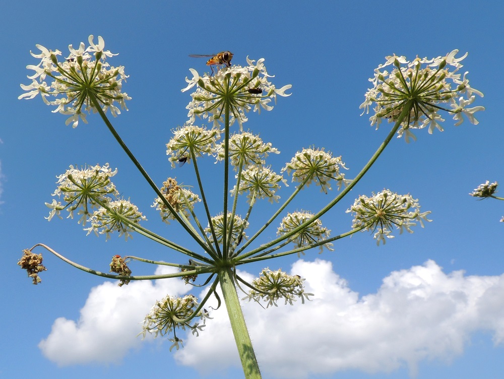 Heracleum sphondylium subsp. sphondylium - etelänukonputken pääsarja on useimmiten suojukseton, mutta toisinaan suojuksia voi olla noin yhdestä seitsemään. Mahdolliset suojukset ovat riippuvat, suikeat, kärkiosastaan kapean pitkäsuippuiset ja lyhytkarvaiset sekä noin 5-20 mm pitkät ja leveimmältä kohtaa noin 1-4 mm leveät. Pikkusarjan perä on suora tai ylöspäin kaareva ja noin 2-10 cm pitkä pituuden vaihdellessa samassakin sarjassa. EH, Kouvola, Kuusankoski, Kuusaanniemi, Kuusaanniementieltä erkaneva Käpylänrinne, tien alussa, entisen puuvarastokentän kohdalla olevan peltoalueen laide, 26.7.2016. Copyright Hannu Kämäräinen.