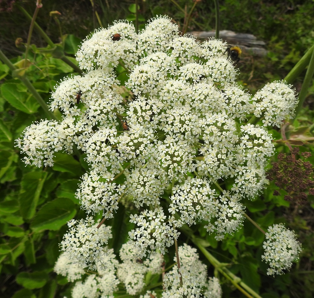 Laserpitium latifolium - lehtokarvasputken pääsarjassa on pikkusarjoja yleensä noin 23-45. Ne ovat hieman kuperia ja läpimitaltaan noin 15-30 mm. Kussakin yksittäisessä kukassa on kaksi mesiäistä, jotka houkuttelevat erityisesti erilaisia kärpäsiä ja kovakuoriaisia pölytyspuuhiin. Näyttävätpä kimalaisetkin toisinaan tavoittelevan pikkuriikkistä mesitippaa milliluokan kukkien hedekiehkuran tyveltä. Kukinnolla näkyvät kuoriaiset ovat hurmekukkajääriä, Anoplodera sanguinolenta. A, Eckerö, Marby, Marbyvägenin läntisemmän tienhaaran laide Eckerövägenin kaakkoispuolella, 9.7.2017. Copyright Hannu Kämäräinen.