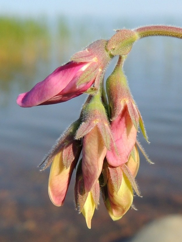 Lathyrus maritimus - merinätkelmän kukan tyvellä on alemmissa kukissa soikea, noin 2-5 mm pitkä ja 1-4 mm leveä tukilehti, joka on ylemmissä kukissa vain noin 0,5-1,5 mm pitkä ja 0,3-0,5 mm leveä. Tukilehdet varisevat jo varhain kukinnan alettua. OP, Oulu, Oulunsalo, Pajuniemi, Riuttu, Hailuodon lauttarannan lähellä oleva merenrantahietikko, 17.7.2015. Copyright Hannu Kämäräinen.