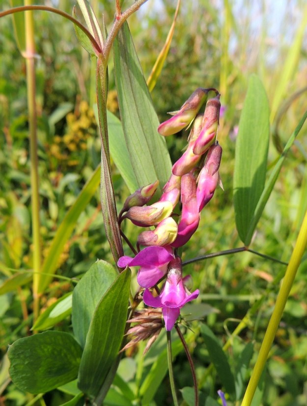 Lathyrus palustris - rantanätkelmän nuppuvaiheiset teriöt ovat aluksi aivan vaaleat mutta alkavat pian punertua. Avautunut teriö on aluksi punainen. Varren siipipalle on usein kierteinen. Kierteen luoma jännite ilmeisesti lisää rennon varren kantavuutta. 17.7.2015. Copyright Hannu Kämäräinen.
