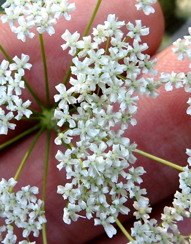 Pimpinella major - isopukinjuuren teriö on säteittäinen, valkoinen tai harvemmin punertava ja ilman heteitä noin 2,5-3,5 mm leveä. Terälehtiä on viisi, ja ne ovat symmetriset, lähinnä pitkänpyöreät sekä noin 1,2-2 mm pitkät ja noin 0,9-1,5 mm leveät. Kärki on tylppä ja lovipäinen johtuen pituuteen vaikuttamattomasta kärkinipukasta, joka on kääntynyt tiiviisti tyveen päin. Heteitä on viisi, mutta kuvan kukinnossa ne ovat jo varisseet pois. Emiö on tyveltään pullea, valkoinen tai kellanvalkoinen sekä kaksivartaloinen ja -luottinen. Kuvassa olevat emin vartalot ovat selvästi aktivoituneet ja kasvaneet pituutta heteiden varisemisen jälkeen. 23.7.2018. Copyright Hannu Kämäräinen.