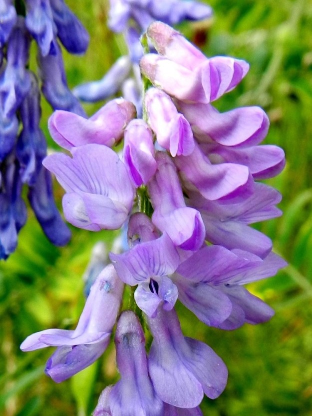 Vicia cracca - hiirenvirnan teriö on tavallisesti noin 8-12 mm pitkä ja aivan aluksi punertava. Se on vastakohtainen ja perhomainen. Kukan viisi terälehteä ovat keskenään hyvin erinäköiset. Teriönmittainen purje on aluksi suorana nupun päällä. Teriön auetessa sen kärkiosa nousee nimensä mukaisesti pystyyn ja on tylppäpäinen, lovikärkinen, suoniltaan tummempi sekä noin 5-6,5 mm leveä. ES, Lappeenranta, Kaupunginlahden satama, Satamatien laidasta nouseva linnoitusalueen alarinne, 11.7.2012. Copyright Hannu Kämäräinen.