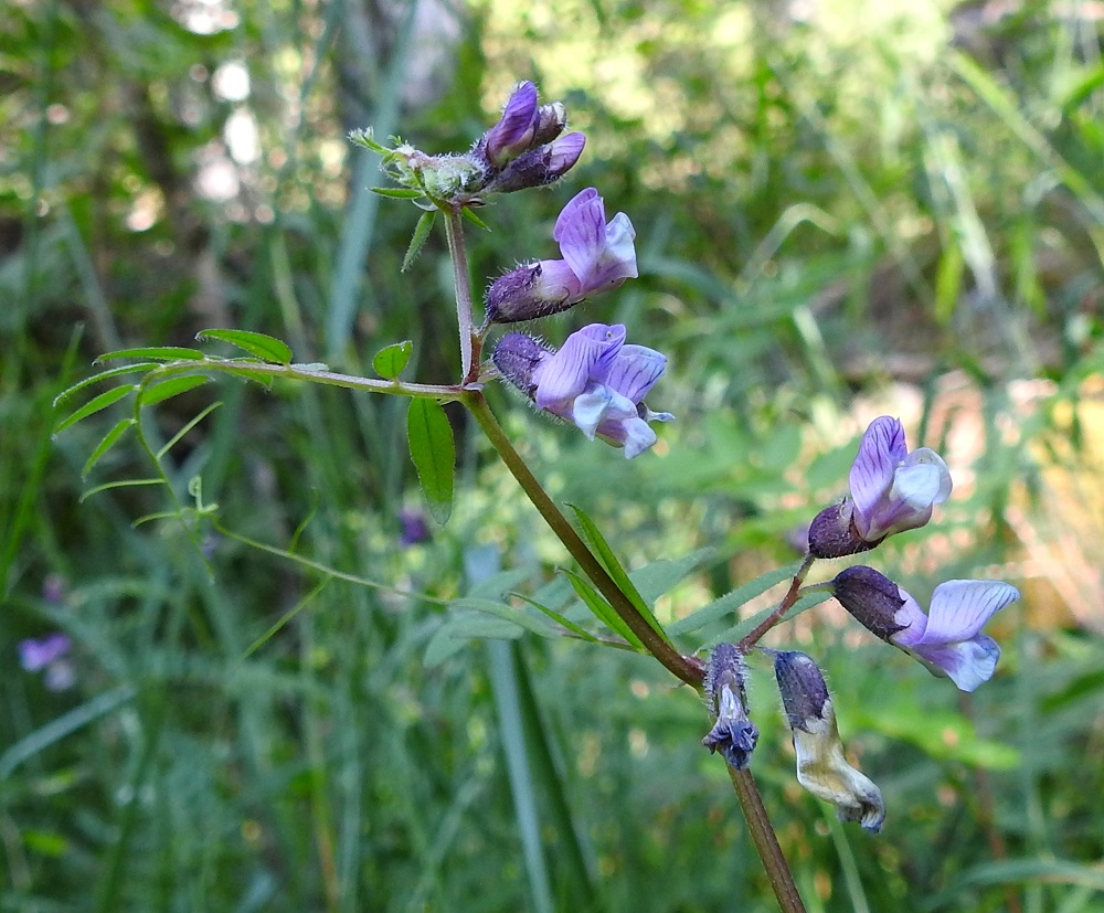 Vicia sepium subsp. sepium - etelänaitovirnan kukinnot ovat varsinkin varjoisilla paikoilla usein harsut ja vähäkukkaiset. Kukkaperä on noin 2-3 mm pitkä. A, Sund, Prästö, Prästö tornet -tien laitaruohikko venesataman kohdalla, 23.6.2023. Copyright Hannu Kämäräinen.