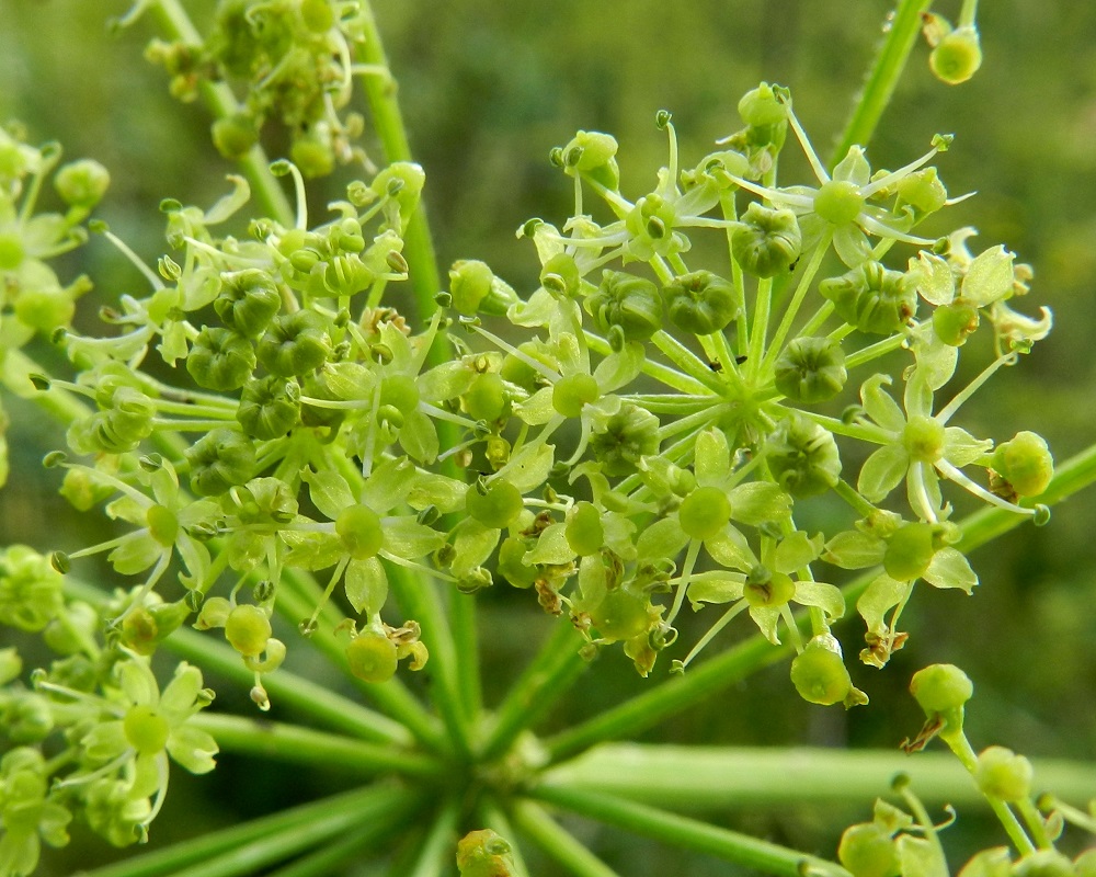 Heracleum sphondylium subsp. sibiricum - idänukonputken pikkusarjat ovat läpimitaltaan noin 13-23 mm. Niissä on yleensä noin 24-38 kukkaa. Kukkaperä on samassa pikkusarjassa vaihdellen noin 0,5-10 mm pitkä. Teriö on säteittäinen ja ilman heteitä noin 3-4,5 mm leveä. EH, Hämeenlinna, Ahvenisto, Poltinahon entisen varuskunta-alueen laita, Turuntien varren niittyalue Olympiakylän kohdalla, 27.7.2012. Copyright Hannu Kämäräinen.