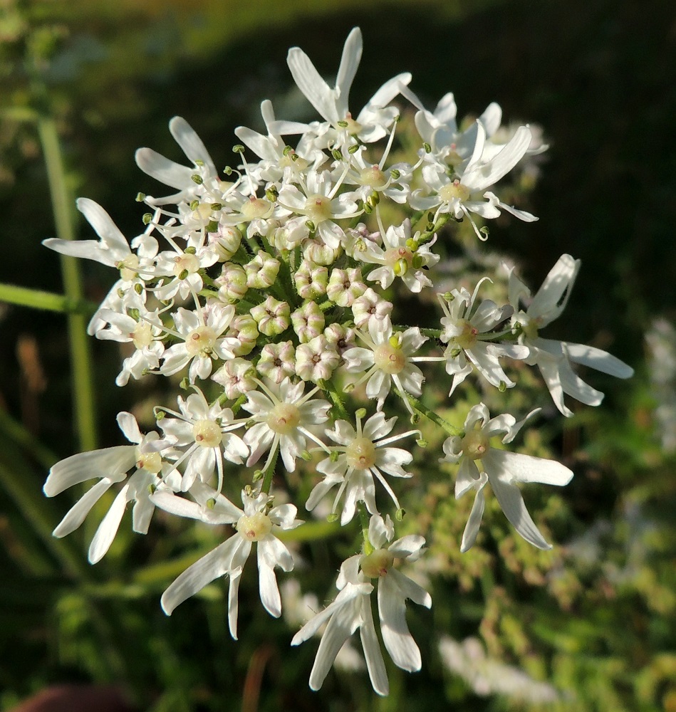 Heracleum sphondylium subsp. sphondylium - etelänukonputken kukinnon pikkusarjassa on yleensä noin 24-38 kukkaa. Teriö on pikkusarjan sisemmissä kukissa säteittäinen sekä uloimmissa kukissa vastakohtainen. Sarjan sisemmät teriöt ovat ilman heteitä noin 3-4,5 mm leveitä ja uloimmat noin 5-10 mm leveitä. Idänukonputkella pikkusarjojen kaikki teriöt ovat säteittäisiä ja keskenään samankaltaisia. EH, Kouvola, Kuusankoski, Rekola, Rekolantien ja Peiponpolun kulmauksen niittykaista, 23.7.2013. Copyright Hannu Kämäräinen.