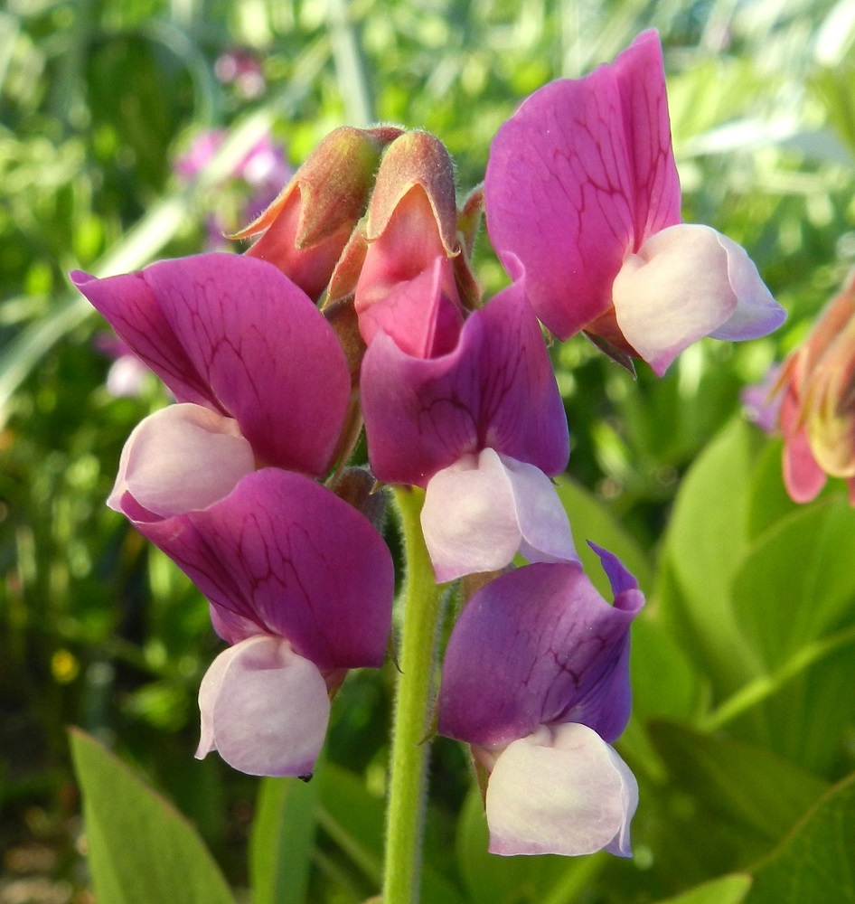 Lathyrus maritimus - merinätkelmän teriö on hernekasvien tavoin vastakohtainen ja perhomainen. Kukan viisi terälehteä ovat keskenään hyvin erinäköiset ja erikoistuneet omiin tehtäviinsä täysin sulkeutuneen nielun ja kokonaan peittoon jäävien heteiden ja emin ympärillä. U, Hanko, niemen eteläpuolen merenranta, Kolavikenin itälaidassa olevien Stora Tallholmenin ja Lilla Tallholmenin niemien välisen lahdekkeen hiekkaranta-alue, 18.6.2012. Copyright Hannu Kämäräinen.