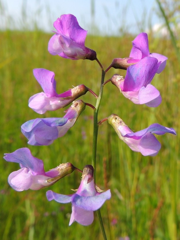 Lathyrus palustris - rantanätkelmän kukintotertussa on yleensä noin kahdesta kahdeksaan kukkaa. Kukkaperä on noin 2-4 mm pitkä. Teriön punaväri vaihtuu sinipunertavaksi ja edelleen yhä sinertävämmäksi pölytyksen jälkeen. Kukkien pölytykseen kykenevät yleensä vain kimalaiset ja mehiläiset. Muurahaiset sen sijaan ovat suoraviivaisia ja purevat reiän kukan tyvelle, suoraan mesilähteelle. 17.7.2015. Copyright Hannu Kämäräinen.