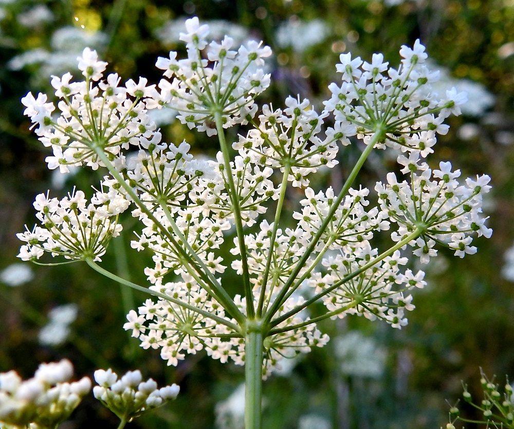 Pimpinella major - isopukinjuuren pääsarja on suojukseton. Pikkusarjojen perä on suora tai ylöspäin kaareva, liereä tai enintään matalauurteinen, kalju ja noin 1,5-4,5 cm pitkä. 23.7.2018. Copyright Hannu Kämäräinen.