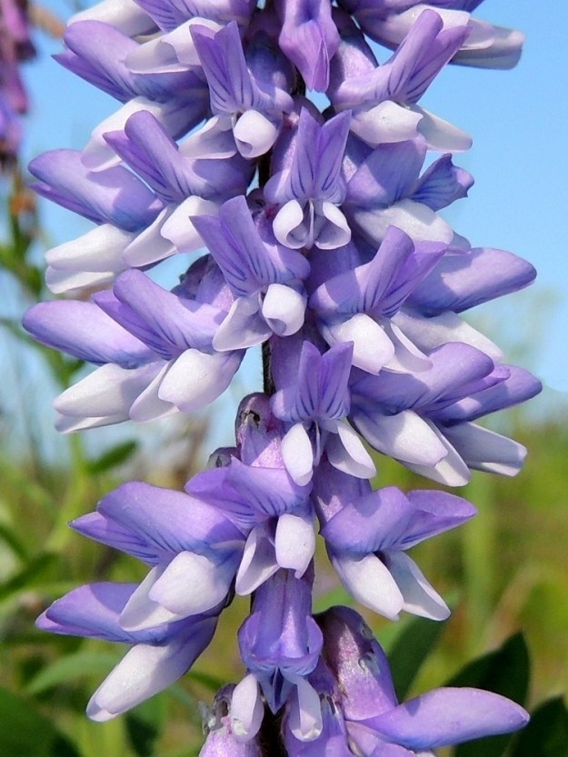 Vicia cracca - hiirenvirnan teriön purje voi näyttää myös kapealta, sillä toisinaan sen kärkiosan eli lavan laidat kiertyvät jopa täyden kierroksen taaksepäin. Lapa on suunnilleen samanmittainen kuin purjeen tyviosa eli kynsi. Teriön sivuilla on siiviksi kutsuttu terälehtipari, jonka lehdet ovat kärkiosastaan kapean soikeahkot, pyöreä- tai tylppäpäiset ja noin 2-2,5 mm leveät sekä lähes purjeen mittaiset. Niiden väri on purjeen kanssa sama tai joskus aivan valkoinen. Alimpana teriössä on venho, joka muodostuu kahdesta limittäin rinnakkain olevasta ja venemäisen kaukalon muodostavasta terälehdestä. Ne ovat kärkiosastaan jyrkästi ylöspäin kaartuvat ja suippopäiset kätkien sisäänsä kukan hetiön ja emiön. Venhon kapea kärki näkyy kuvassa keskimmäisissä kukissa. OP, Oulu, Oulunsalo, Pajuniemi, Riuttu, Hailuodon lauttarannan lähellä oleva merenranta, 17.7.2015. Copyright Hannu Kämäräinen.