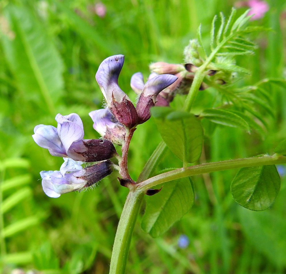 Vicia sepium subsp. sepium - etelänaitovirnan verhiö on tyveltään torvimaisen yhdislehtinen, vastakohtainen ja kärjestään viisiliuskainen. Se on yleensä sinipunainen ja kaikkiaan noin 7-8 mm pitkä. Yhtenäinen tyviosa on noin 4-5 mm pitkä ja noin 3-4 mm leveä. Kärkiliuskat ovat kolmiomaiset, pitkäsuippuisen teräväkärkiset ja noin 1-3 mm pitkät. Kaksi ylintä liuskaa ovat lyhimmät ja kolme alinta pisimmät mutta kuitenkin lyhyemmät kuin verhiön yhtenäinen torviosa. Kukintoperä, kukintoranka ja kukkaperä ovat hyvin lyhytkarvaiset. Myös varret ovat hyvin lyhytkarvaiset tai lähes kaljut. Kukallisten lehtihankojen korvakkeet ovat kapeanpuikeat, teräväkärkiset ja usein lähes kokonaan tummat. A, Lemland, Nåtö, biologisen aseman päärakennuksen pohjoispuoli, luonnonsuojelualueen lehdesniitty, 18.6.2023. Copyright Hannu Kämäräinen.
