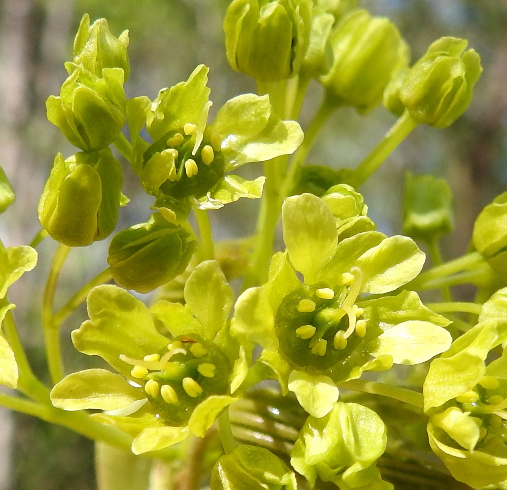 Acer platanoides - metsävaahteran emikukinnossa heteet ovat näkyvillä, mutta ne jäävät lyhyiksi ja siitepölyttömiksi. Sikiäin on kehänpäällinen, litteä ja pohjuskehrän levyinen sisältäen kaksi siemenaihetta. Sikiäimen kärjessä oleva emi on luotteineen noin 4-5 mm pitkä, kaksivartaloinen ja vartaloistaan yhdiskasvuinen. Luotit ovat erilliset ja sivulle kaartuneet. EH, Hämeenlinna, Loimalahti, Alajärven uimaranta-alueen koillislaita, rantametsikön laide, 5.5.2026. Copyright Hannu Kämäräinen.