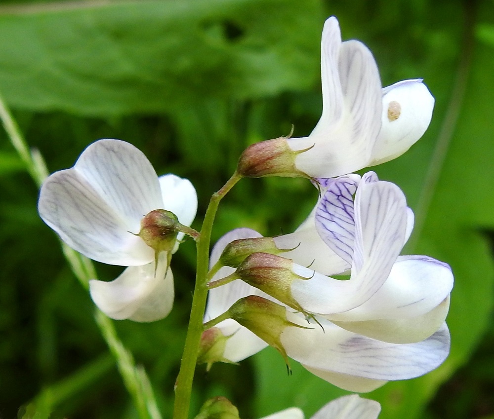 Ervilia sylvatica - metsävirvilän teriö on tavallisesti noin 12-18 mm pitkä. Kukkaperä on noin 2-4 mm pitkä. Verhiö on tyveltään maljamaisen - torvimaisen yhdislehtinen, vastakohtainen ja kärjestään viisiliuskainen. Se on yleensä vihreänpunertava ja kaikkiaan noin 5-7 mm pitkä. Yhtenäinen tyviosa on noin 3-4 mm pitkä ja noin 2-2,5 mm leveä. Kärkiliuskat ovat rihmamaisen kapeat ja noin 1-3 mm pitkät. Alin liuska on muita pitempi. Verhiö ja kukkaperä ovat hyvin lyhytkarvaiset. EH, Hämeenlinna, Hauho, Torvoila, Hirniementieltä kohti Rääkkiän Äijänlahtea vievän metsätieuran laide Takku-suon eteläpuolella, 28.6.2022. Copyright Hannu Kämäräinen.