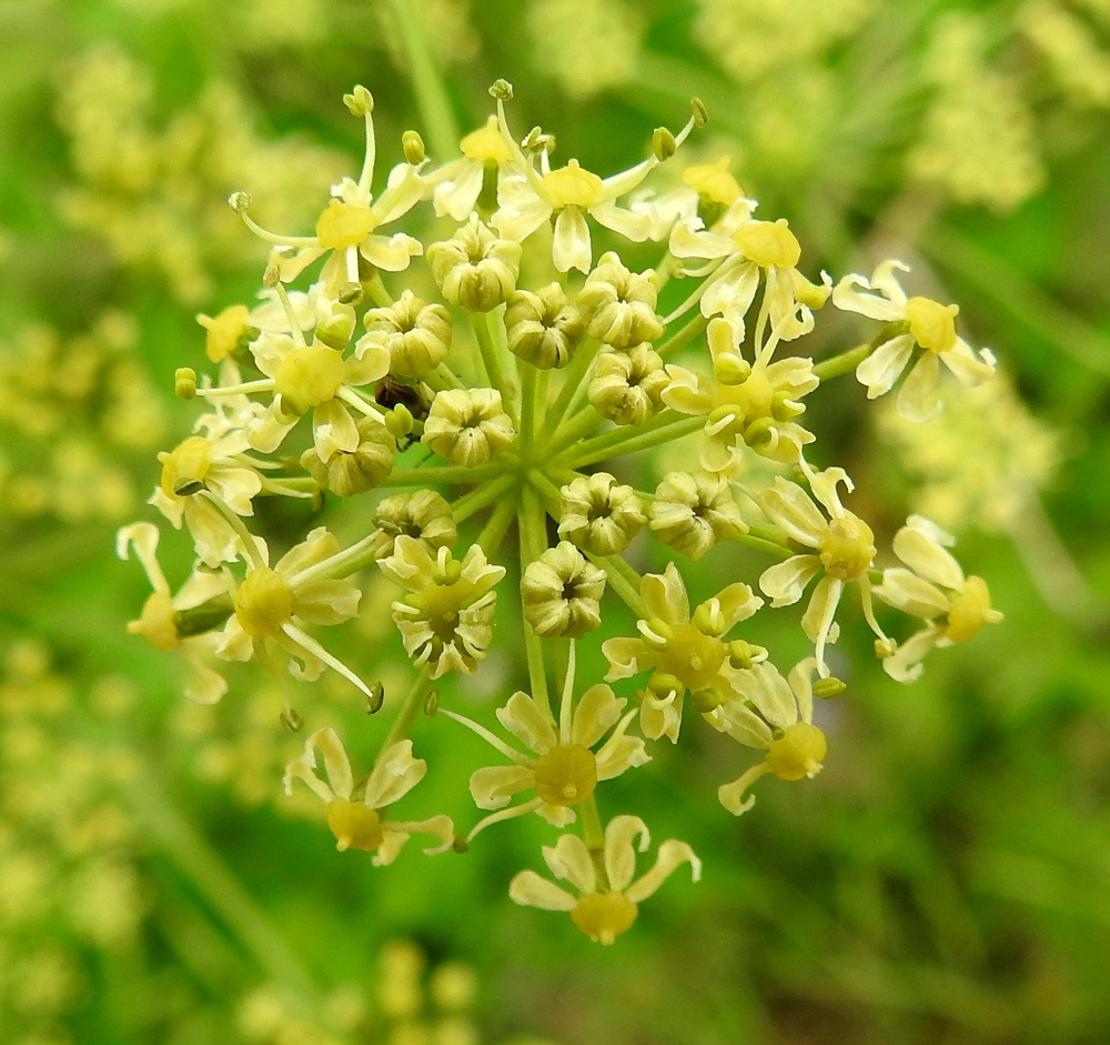 Heracleum sphondylium subsp. sibiricum - idänukonputken teriö on kellanvihreä tai kuten edellisessä kuvassa vaaleanvihreä. Terälehtiä on viisi, ja ne kaikki ovat symmetriset, lähinnä pitkänpyöreät sekä useimmiten noin 1,5-2 mm pitkät ja noin 1-1,5 mm leveät. Kärki on tylppä ja lovipäinen johtuen pituuteen vaikuttamattomasta kärkinipukasta, joka on kääntynyt tiiviisti tyveen päin. Heteitä on viisi, ja niiden palhot ovat noin 2-4 mm pitkät sekä ponnet pitkänpyöreähköt. KiL, Kittilä, Jeesiöjärvi, Kumputunturintien lounaispuolen niittyalue, entinen pelto Syrjälän tilan kohdalla, 20.7.2023. Copyright Hannu Kämäräinen.