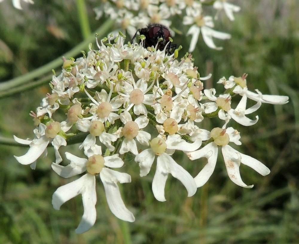 Heracleum sphondylium subsp. sphondylium - etelänukonputken kukassa on viisi terälehteä, ja sisemmissä kukissa ne ovat symmetriset, lähinnä pitkänpyöreät sekä useimmiten noin 1,5-2 mm pitkät ja noin 1-1,5 mm leveät. Kärki on tylppä ja lovipäinen johtuen pituuteen vaikuttamattomasta kärkinipukasta, joka on kääntynyt tiiviisti tyveen päin. Uloimpien kukkien viidestä terälehdestä kolme on muista selväsi poikkeavia, epäsymmetrisiä ja kärjestään noin puoleen väliin saakka V-muotoisesti halkoisia. Ne ovat jopa 8 mm pitkiä ja kärkiosastaan 6 mm leveitä. Heteitä on viisi, ja niiden palhot ovat noin 2-4 mm pitkät sekä ponnet pitkänpyöreähköt. Emiö on tyveltään pullea sekä kaksivartaloinen ja -luottinen. EH, Kouvola, Kuusankoski, Kuusaanniemi, Kuusaanniementieltä erkaneva Käpylänrinne, tien alussa, entisen puuvarastokentän kohdalla olevan peltoalueen laide, 26.7.2016. Copyright Hannu Kämäräinen.