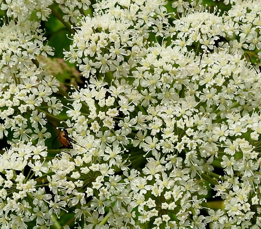 Laserpitium latifolium - lehtokarvasputken kukinnon pikkusarjassa on yleensä noin 25-45 kukkaa. Kukkien teriö on säteittäinen ja ilman heteitä noin 4-6 mm leveä. Terälehtiä on viisi, ja ne ovat useimmiten symmetriset, lähinnä vastapuikeat sekä noin 1,6-3 mm pitkät ja noin 1-2 mm leveät. Kärki on tylppä ja lovipäinen johtuen pituuteen vaikuttamattomasta kärkinipukasta, joka on kääntynyt tiiviisti tyveen päin. Heteitä on viisi, ja niiden valkoiset palhot ovat noin 2-4 mm pitkät sekä ponnet pyöreähköt. Emiö on tyveltään pullea, kellanvihreä sekä kaksivartaloinen ja -luottinen. A, Eckerö, Marby, Marbyvägenin läntisemmän tienhaaran laide Eckerövägenin kaakkoispuolella, 9.7.2017. Copyright Hannu Kämäräinen.