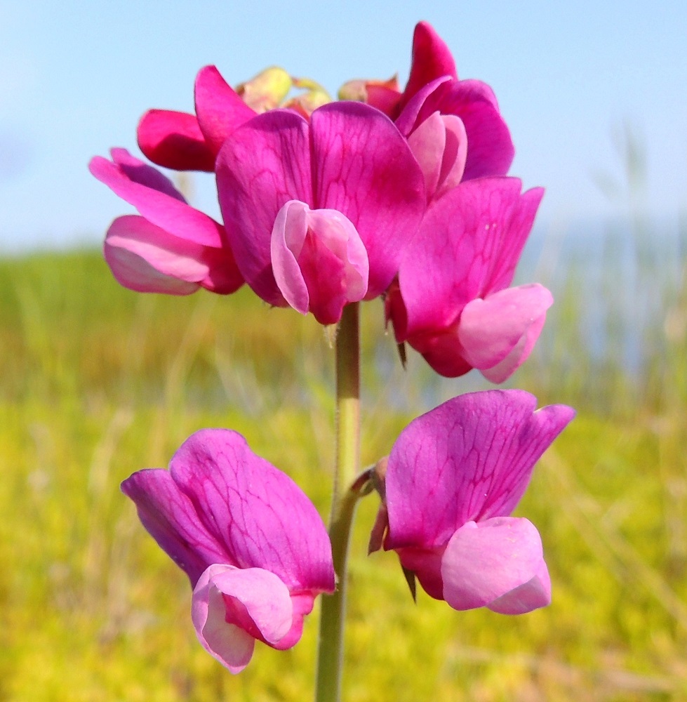 Lathyrus maritimus - merinätkelmän teriö on aluksi punainen mutta pian tummuva. Näkyvin ja kookkain terälehti on pysty purje, jonka kärkiosa on lähes pyöreä, tylppäpäinen ja enemmän tai vähemmän lovikärkinen sekä kärkiosastaan noin 13-18 mm leveä. Teriön sivuilla on siiviksi kutsuttu terälehtipari, jonka lehdet ovat muista terälehdistä poiketen valkoiset (edellinen kuva) tai vaaleanpunertavat ja leveimmältä kohtaa noin 4-6 mm leveät. Alimpana teriössä on venho, joka muodostuu kahdesta hieman limittäin rinnakkain olevasta ja venemäisen kaukalon muodostavasta terälehdestä, jotka ovat purjeen väriset. Ne ovat kärkiosastaan ylöspäin kaartuvat ja suipohkopäiset. OP, Oulu, Oulunsalo, Pajuniemi, Riuttu, Hailuodon lauttarannan lähellä oleva merenrantahietikko, 17.7.2015. Copyright Hannu Kämäräinen.