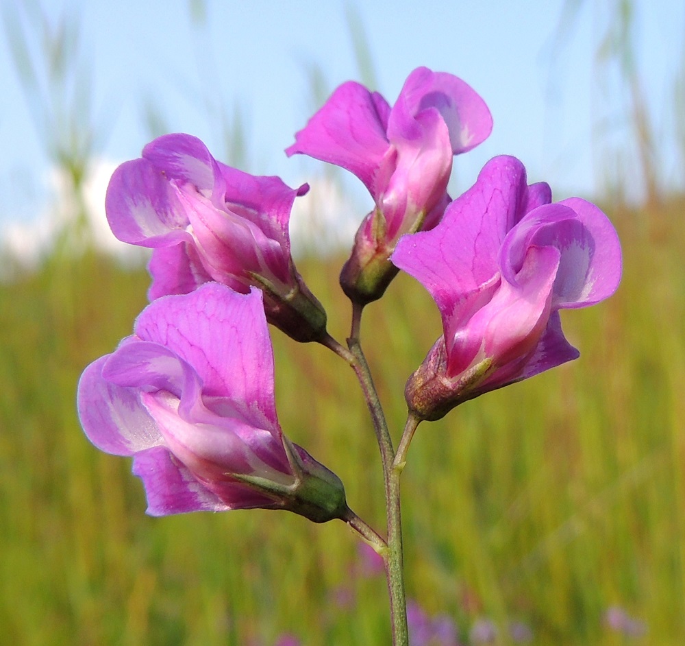 Lathyrus palustris - rantanätkelmän teriö on vastakohtainen ja perhomainen. Sen viisi terälehteä ovat keskenään hyvin erinäköiset ja erikoistuneet omiin tehtäviinsä täysin sulkeutuneen nielun ja kokonaan peittoon jäävien heteiden ja emin ympärillä. Kukan tyvellä oleva verhiö on alaosastaan torvimaisen yhdislehtinen, vastakohtainen ja jossain määrin epäsymmetrinen sekä kärjestään viisiliuskainen. Se on vihreä- tai punertavasävyinen ja kaikkiaan noin 8-12 mm pitkä. Yhtenäinen torviosa on noin 4-5 mm pitkä ja noin 3-4 mm leveä. Kärkiliuskat ovat kapean kolmiomaiset, teräväkärkiset ja noin 2-7 mm pitkät. Kaksi ylintä liuskaa ovat lyhimmät ja kolme alinta pisimmät. Alimmista liuskoista keskimmäinen on kaikkein pisin. Kukkaperän tyvellä on rihmamaisen kapea ja noin 2-5 mm pitkä tukilehti, joka näkyy kuvassa alimmassa kukassa. Tukilehdet varisevat kukinnan aikana. 17.7.2015. Copyright Hannu Kämäräinen.