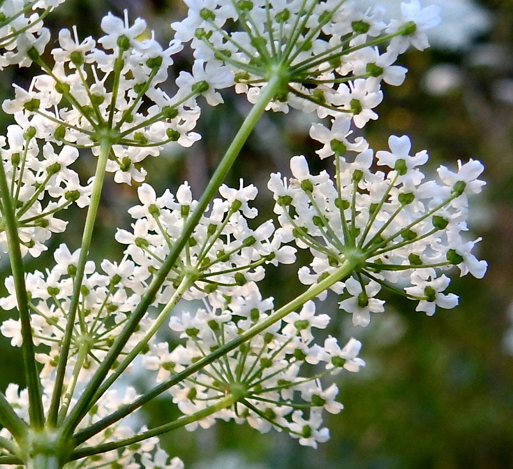 Pimpinella major - isopukinjuuren pikkusarjat ovat pääsarjan tavoin suojuksettomat. Pikkusarjassa on yleensä noin 15-30 kukkaa. Kukkaperä on samassa pikkusarjassa vaihdellen noin 1-5 mm pitkä. Verholehdet puuttuvat. 23.7.2018. Copyright Hannu Kämäräinen.