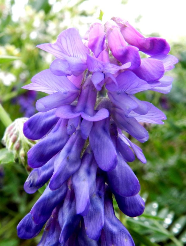 Vicia cracca - hiirenvirnan sinipunainen väri tummuu siniseksi pölytyksen jälkeen, ja hyönteisiä houkutteleva purjeen lapa kääntyy taas alas samalla tavoin kuin nupussa. Teriön yleisilmeessä tavallisempaa on, että eri terälehtien värit eivät poikkea toisistaan. U, Hanko, niemen eteläpuolen merenranta, Kolavikenin itälaidassa olevien Stora Tallholmenin ja Lilla Tallholmenin niemien välisen lahdekkeen hiekkaranta-alue, 19.6.2012. Copyright Hannu Kämäräinen.