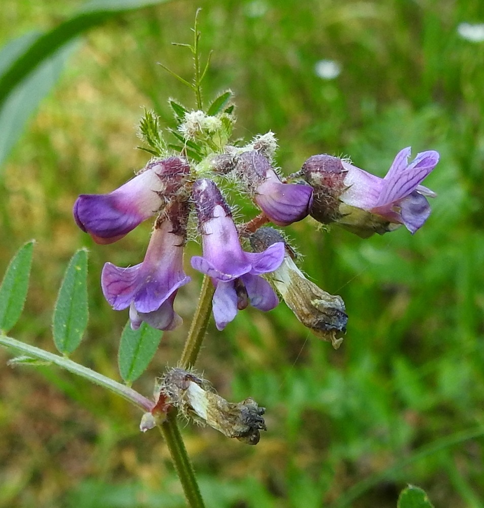 Vicia sepium subsp. sepium - etelänaitovirnan teriö on tavallisesti noin 12-15 mm pitkä, sinipunainen ja pölytyksen jälkeen sinertyvä sekä lopulta kellertyvä ja ruskistuva. Verhiöt ovat useimmiten siirottavan pitkä- ja valkokarvaiset. Niittyaitovirnalla verhiöiden karvoitus on yleensä huomattavasti lyhyempää. Kuvassa olevan kukinnon verhiöt ovat malliltaan poikkeukselliset, sillä niiden torviosan kärjessä on pyöreämuotoinen ja syvä lovi. A, Sund, Prästö, Prästö tornet -tien laitaruohikko venesataman kohdalla, 23.6.2023. Copyright Hannu Kämäräinen.