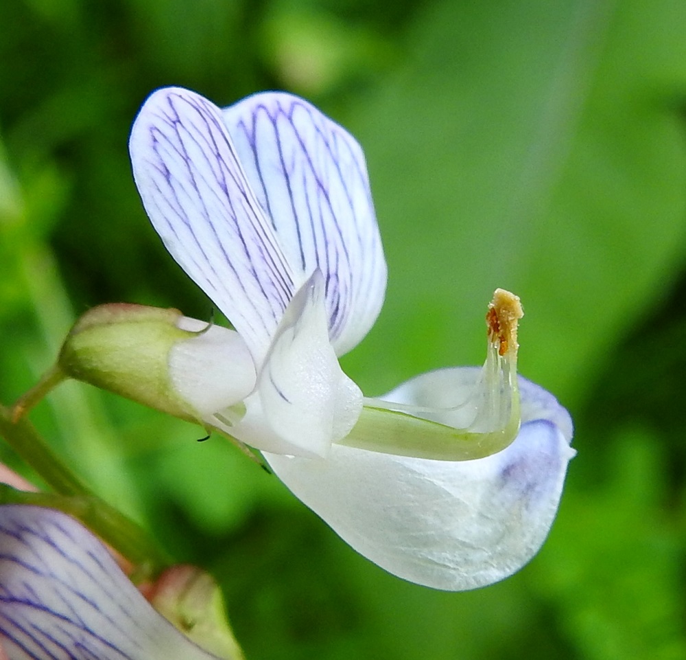 Ervilia sylvatica - metsävirvilän kukassa on kymmenen hedettä, joista yhdeksällä palhojen tyviosa on yhteenkasvanut kehänpäällisen sikiäimen ja emin vartalon ympärille. Ylin hede on erillinen. Hedekokonaisuuden vapaat palho-osuudet ovat valkoiset, ja niiden kärjessä olevat ponnet ovat kellanruskehtavat ja pitkulaiset. Sikiäimen kärjessä oleva emi on yksivartaloinen ja -luottinen. Vartalon kärkiosa taipuu jyrkästi ylöspäin ja on luotteineen ympäri asti karvainen. Kuvassa olevan kukan terälehdet on painettu kuvausta varten auki. Kuvasta on nähtävissä, että emin luotti on saanut jo täyden siitepölyannoksen. EH, Hämeenlinna, Hauho, Torvoila, Hirniementieltä kohti Rääkkiän Äijänlahtea vievän metsätieuran laide Takku-suon eteläpuolella, 28.6.2022. Copyright Hannu Kämäräinen.