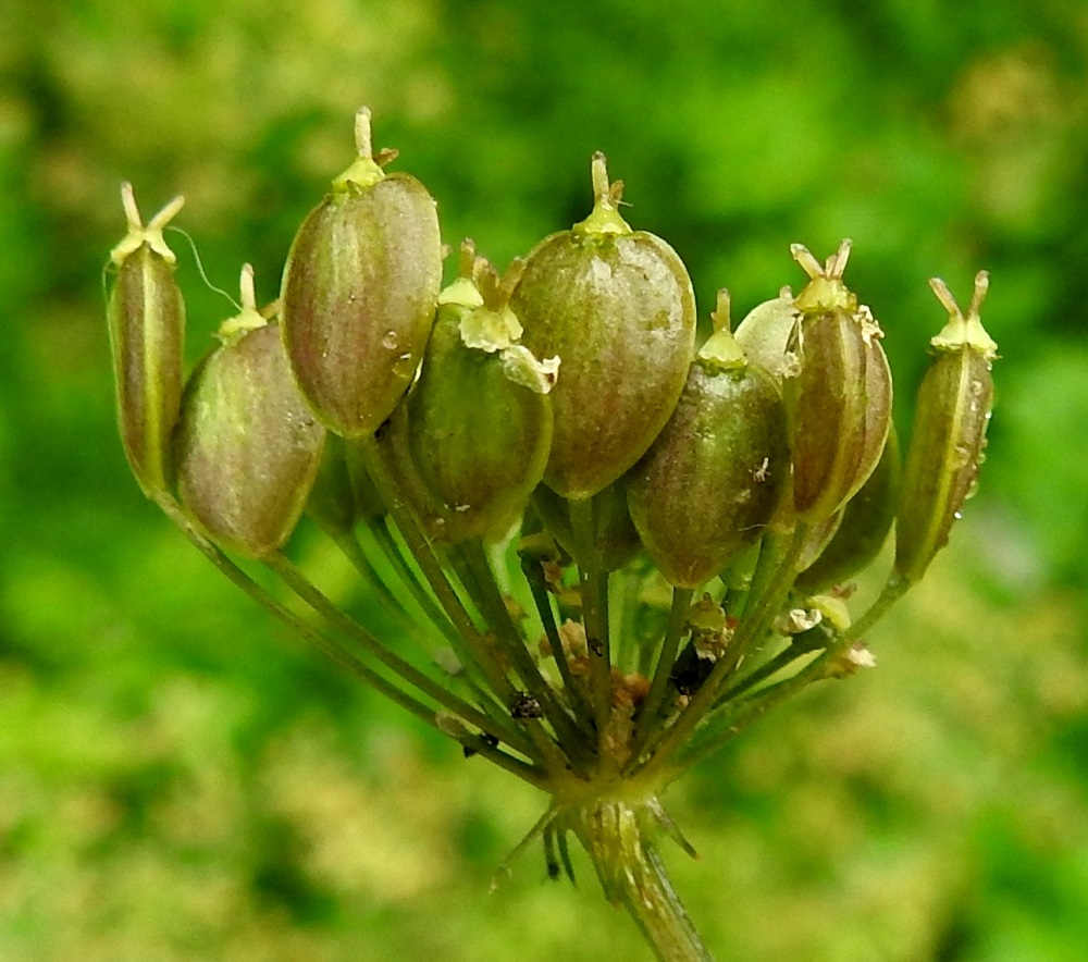 Heracleum sphondylium subsp. sibiricum - idänukonputken hedelmä on kaksilohkoinen lohkohedelmä, joka on soikea tai hieman vastapuikea, litteähkö, useimmiten kalju ja noin 7-10 mm pitkä sekä leveämmältä sivultaan noin 6-8 mm leveä. Se on aluksi vihreä ja kypsyessään kellanruskea. Kärjessä säilyvät kauan emin noin 0,7-1,5 mm pitkiksi kehittyneet kaksi emin vartaloa luotteineen. Lohkot ovat hedelmässä vatsapuolet tiiviisti vastakkain. Lohkojen välinen sauma kulkee pitkittäin hedelmän kapealla sivulla, hieman siipipalteisella reunaharjulla. Yksittäinen hedelmälohko on vähän kupera, lähes harjuttoman sileä selästään ja lohkohedelmän levyinen. Pikkusarjan tyvellä on useimmiten kolmesta kahdeksaan suikeahkoa ja suippokärkistä suojuslehteä, jotka ovat useimmiten noin 2-7 mm pitkiä ja leveimmältä kohtaa noin 0,2-0,5 mm leveitä. EH, Hämeenlinna, Loimalahti, Kuokkamaa, Sammontien ja metsikön välinen ruohopiennar Myllyojan länsipuolella, 11.7.2024. Copyright Hannu Kämäräinen.