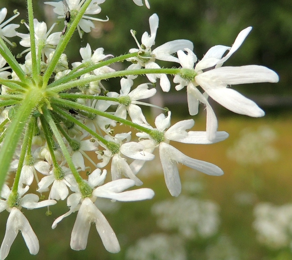 Heracleum sphondylium subsp. sphondylium - etelänukonputken kukkaperä on samassa pikkusarjassa vaihdellen noin 2-15 mm pitkä. Se ja särmikäs pikkusarjaperä ovat tiheästi lyhytkarvaiset ja lyhyen nystykarvaiset. Sikiäimen sisältävä kukkapohjus on, kuten kuvassa, tiheästi sukaskarvainen tai pehmeäkarvainen. Verholehdet puuttuvat tai ovat kuvassa olevan yksilön tavoin enintään noin 0,3 mm pitkät ja hammasmaiset. EH, Kouvola, Kuusankoski, Rekola, Rekolantien ja Peiponpolun kulmauksen niittykaista, 23.7.2013. Copyright Hannu Kämäräinen.
