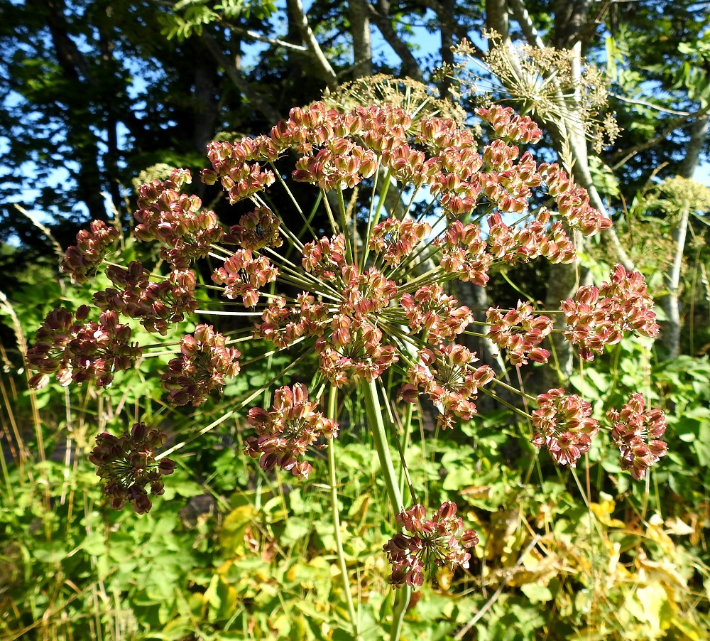 Laserpitium latifolium - lehtokarvasputken hedelmävaiheinen kukintosarja on usein laaja, aluksi vihreä - punaruskea ja kypsyessään ruskea. A, Finström, Bastö, pohjoispää, Ekuddsvägenin pikkutien laitaniitty peltoalueen kohdalla, 12.7.2022. Copyright Hannu Kämäräinen.