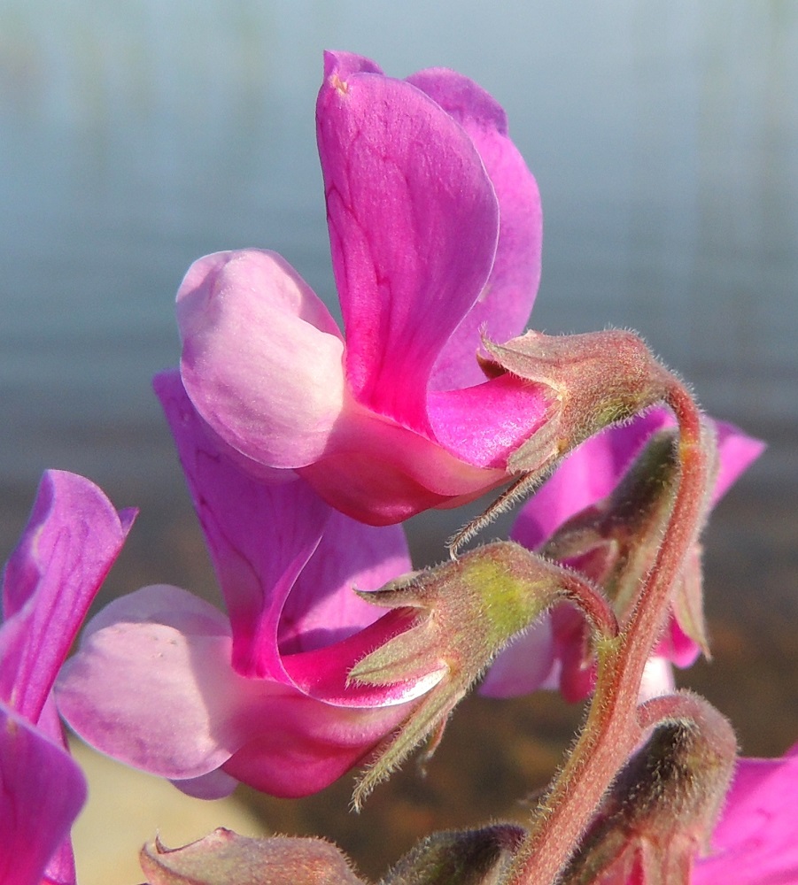 Lathyrus maritimus - merinätkelmän teriö on tavallisesti noin 14-20 mm pitkä ja kukkaperä noin 3-4 mm pitkä. Verhiö on tyveltään torvimaisen yhdislehtinen, vastakohtainen ja jossain määrin epäsymmetrinen sekä kärjestään viisiliuskainen. Se on vihreä- tai punertavasävyinen ja kaikkiaan noin 8-10 mm pitkä. Yhtenäinen torviosa on noin 4-5 mm pitkä ja noin 3-4 mm leveä. Kärkiliuskat ovat kapean kolmiomaiset, teräväkärkiset ja noin 2-6 mm pitkät. Kaksi ylintä liuskaa ovat lyhimmät ja kolme alinta pisimmät. Alimmista liuskoista keskimmäinen on kaikkein pisin. Kukintoperä, tertturanka, kukkaperä ja verhiö ovat kaljut tai vaihtelevasti lyhytkarvaiset. OP, Oulu, Oulunsalo, Pajuniemi, Riuttu, Hailuodon lauttarannan lähellä oleva merenrantahietikko, 17.7.2015. Copyright Hannu Kämäräinen.